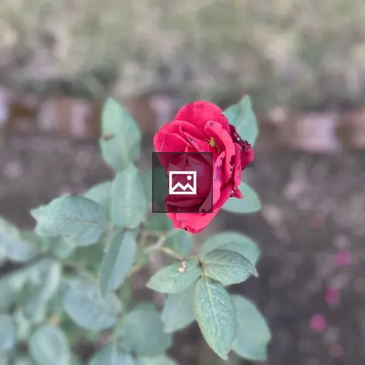 Red Rose Close-up