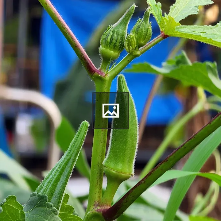 Okra Plant