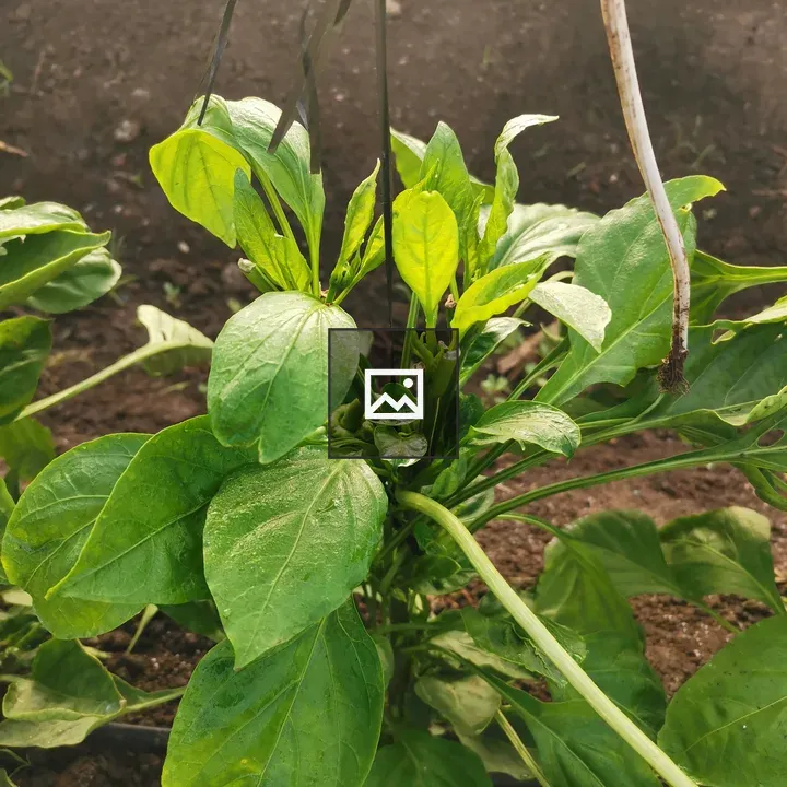 Healthy green plant close-up