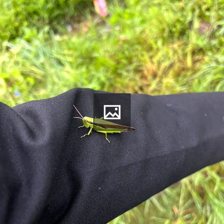 Grasshopper on Black Clothing