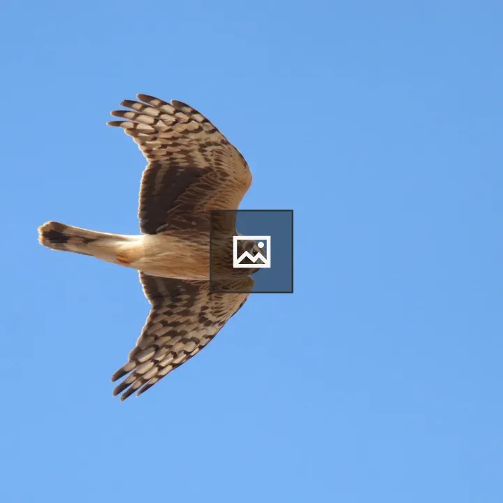 Northern Harrier in Flight