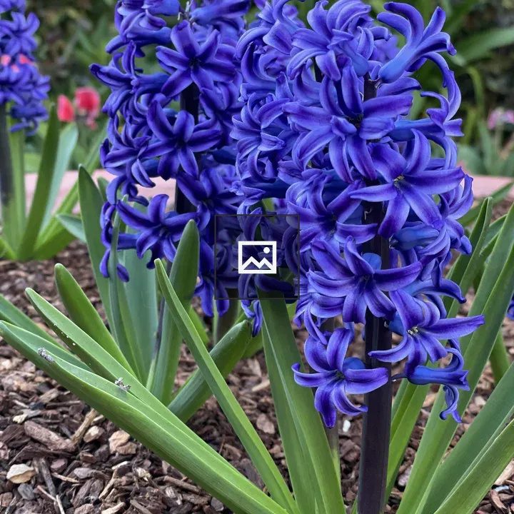 Blue hyacinth