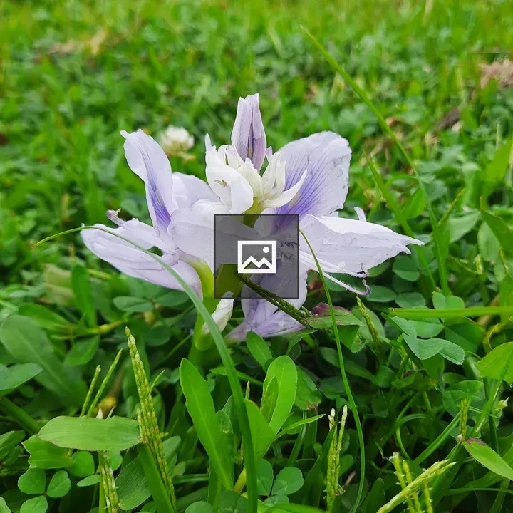 Flower on Wet Land in Kathmandu