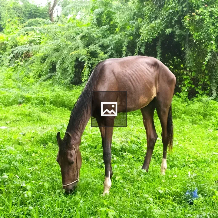 Horse grazing in green field