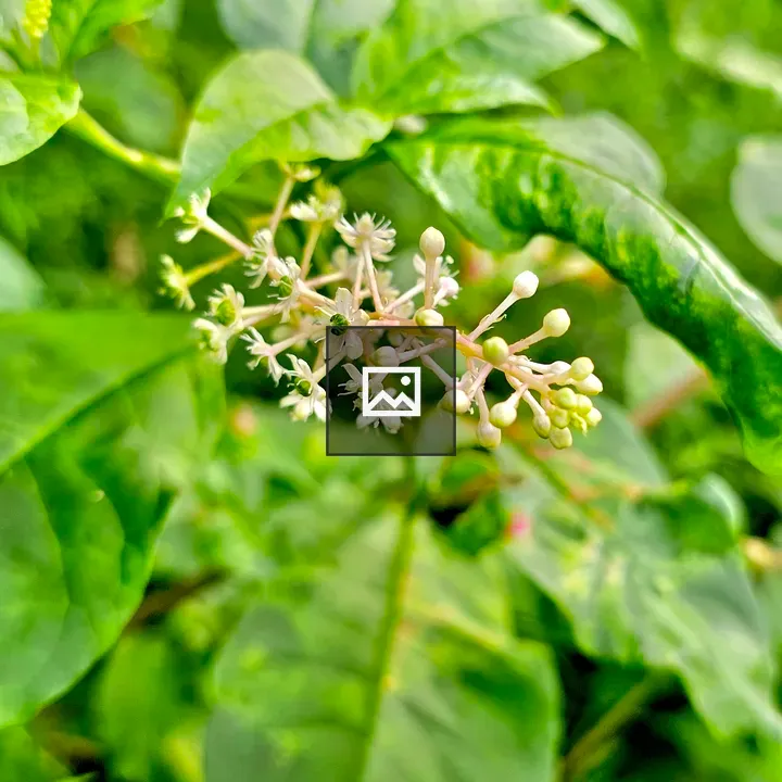 Phytolacca americana flowers and buds