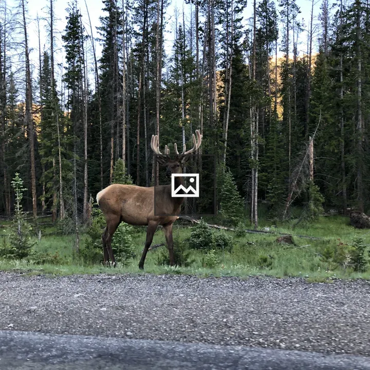 Male elk by forest edge