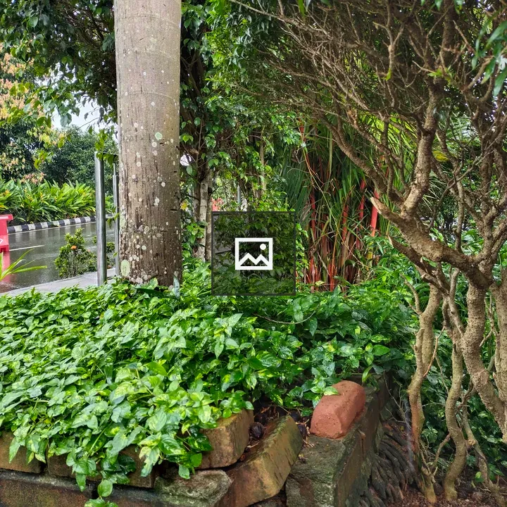 Greenery on a Rainy Atmosphere