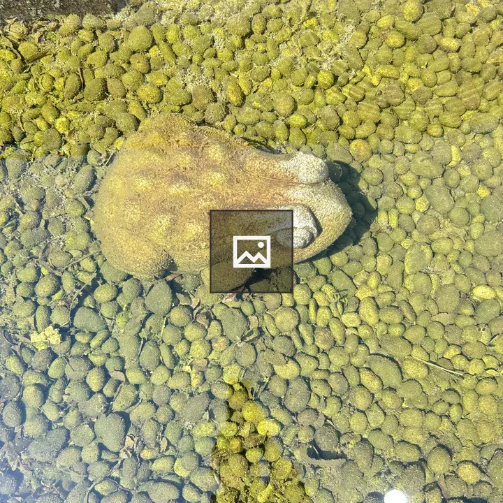 Brown frog in clear water
