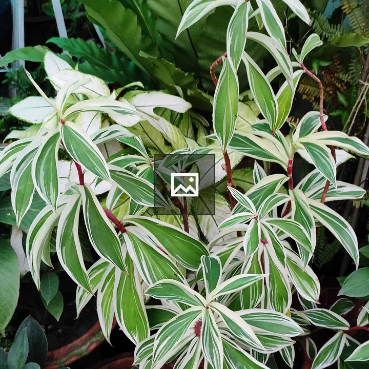Costus Speciosus Variegated plant