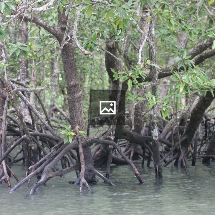 Mangrove Forest Scene with Waterlogged Roots