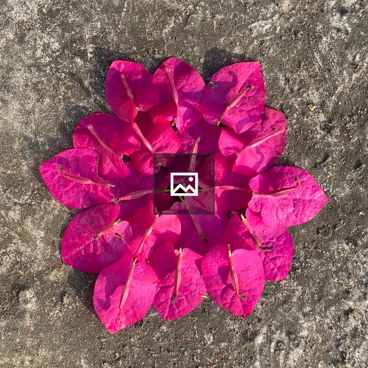 Bougainvillea Petal Circle