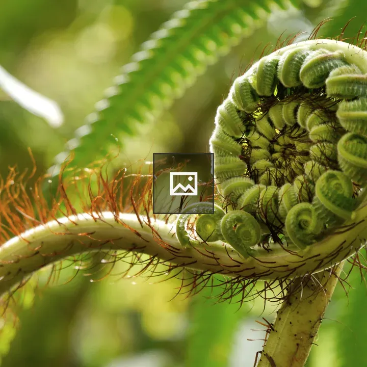 Fern leaf roll