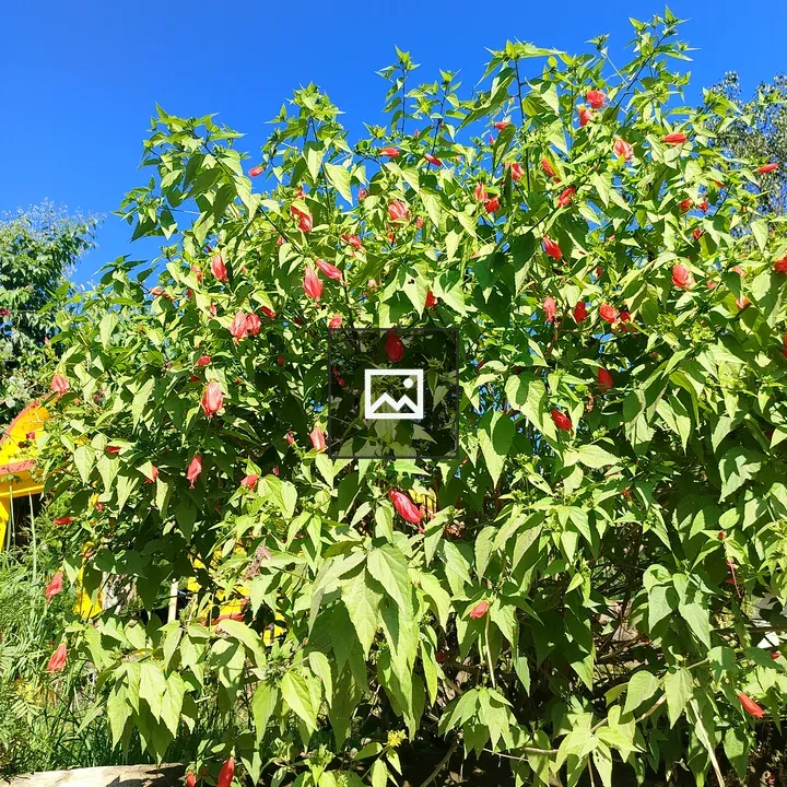 Bright red flowers on green bush