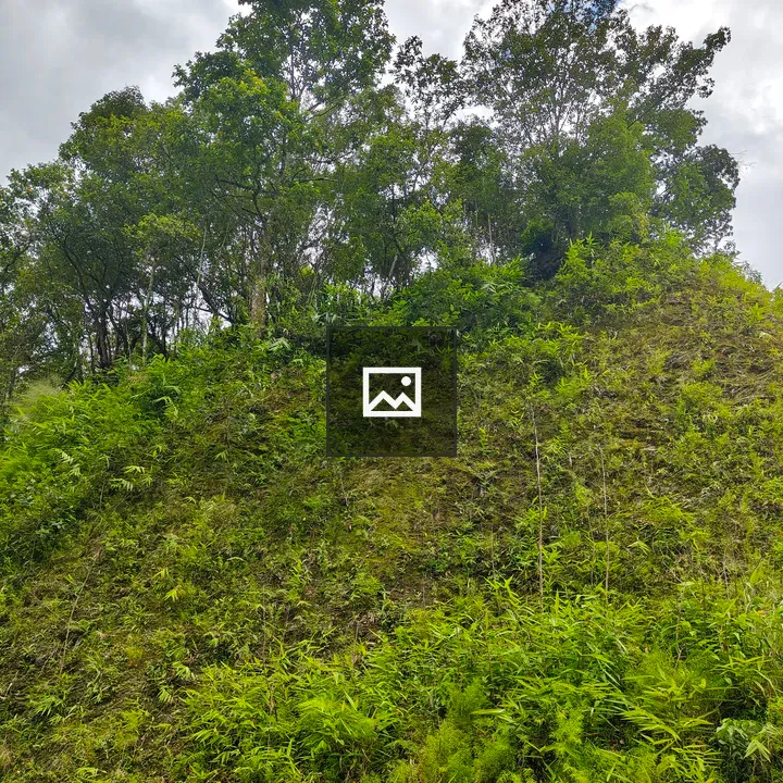 Green hillside with trees and vegetation