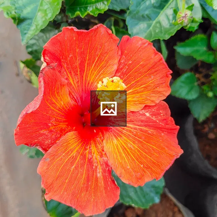 Hibiscus Flower Centerpiece