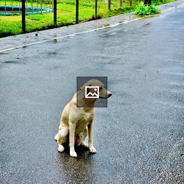 Female street dog at Malabar Garden