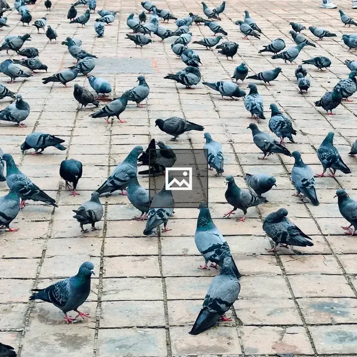 Group of Pigeons on Stone Surface