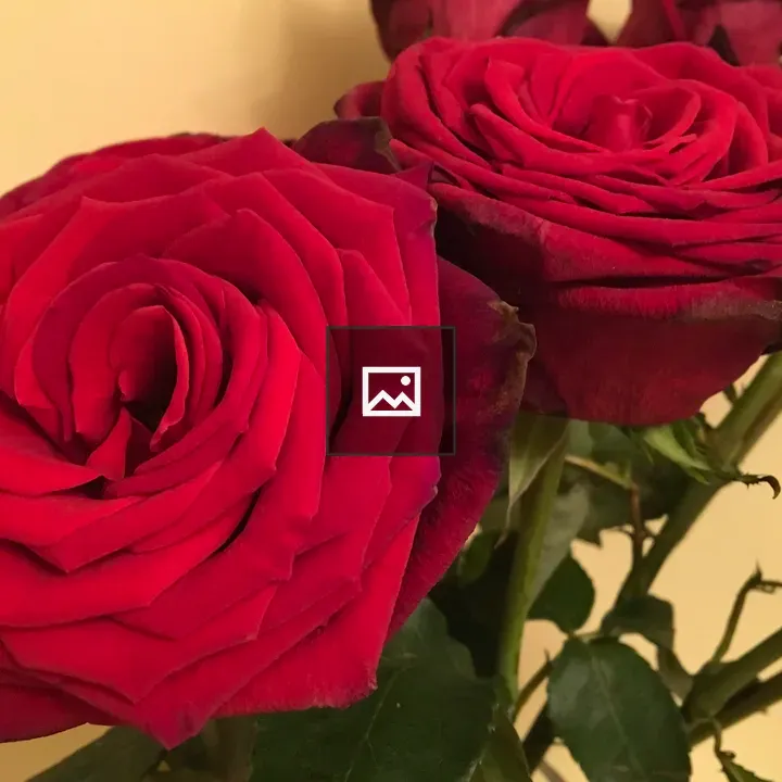 Red roses in a vase
