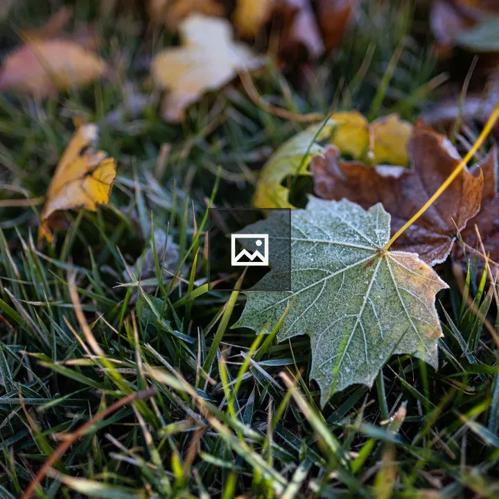 Frost on a maple leaf