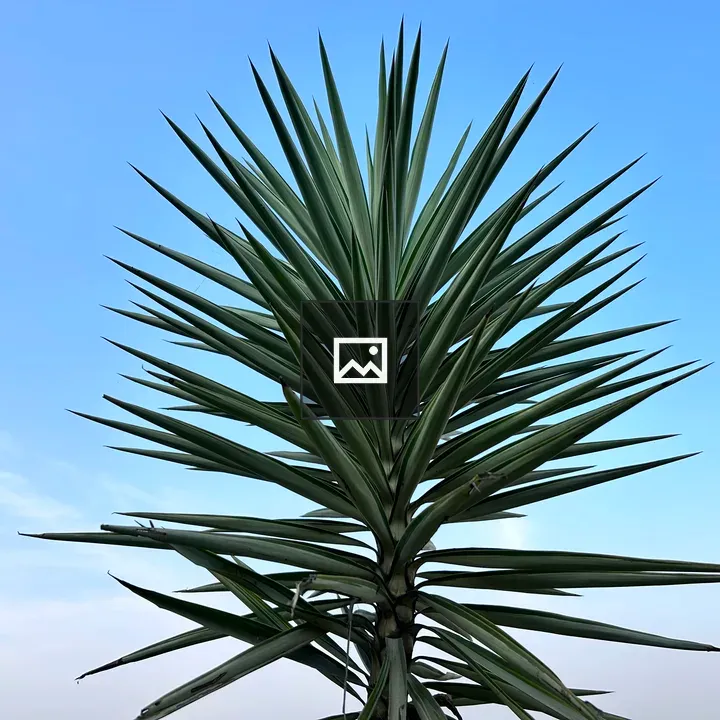 Yucca Plant in Public Park