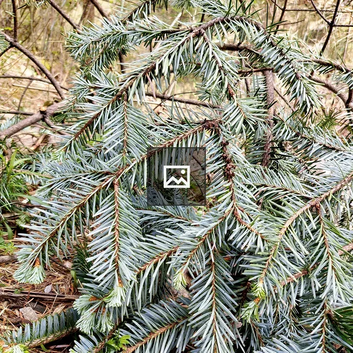 Evergreen Branches on Ground