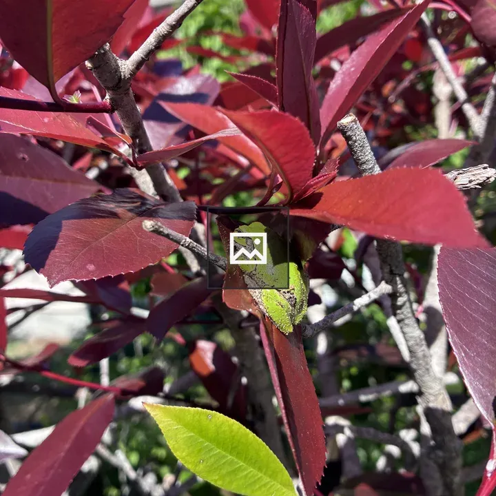 Purple-red Leaves with Green Frog