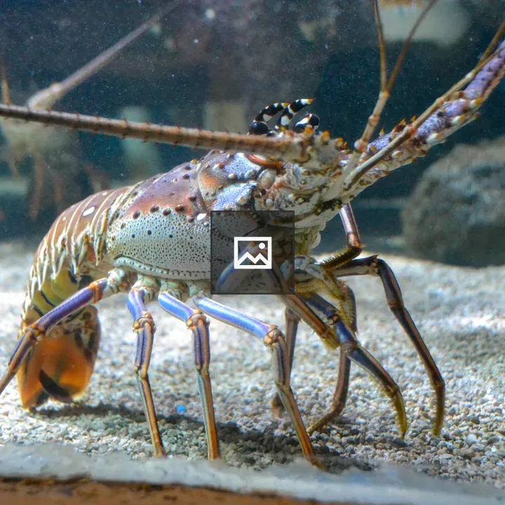 Spiny lobster in a tank