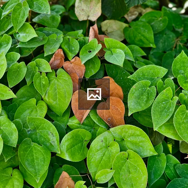 Heart-shaped leaves close-up