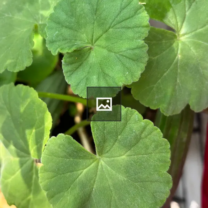 Green geranium leaves close-up