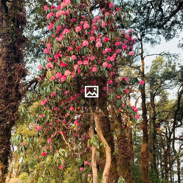 Red Rhododendron Blooms