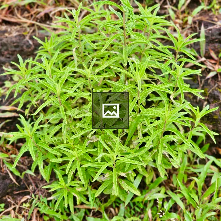 Green plant with narrow leaves