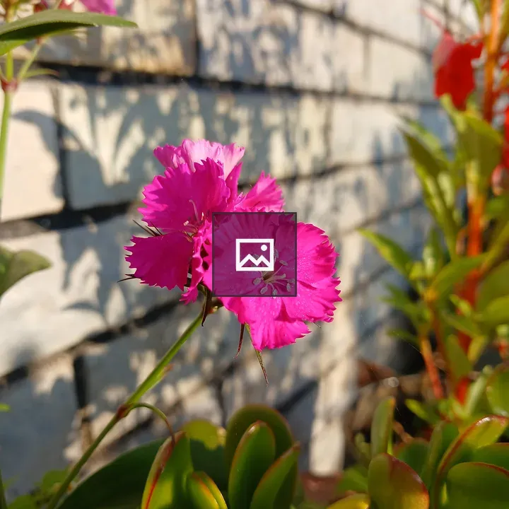 Dianthus Flowers in Sunlight