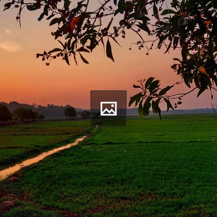 Rice paddy at dawn in Kerala