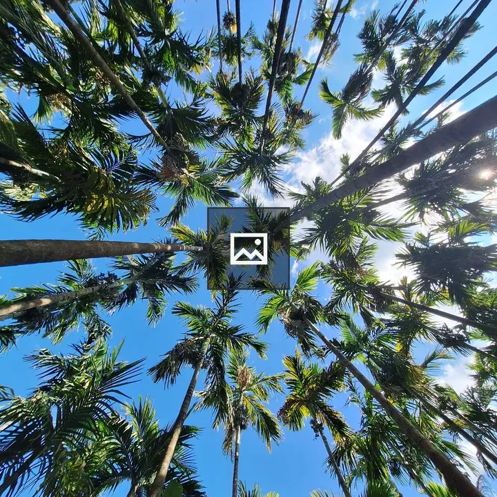 Arecanut canopy viewed upward