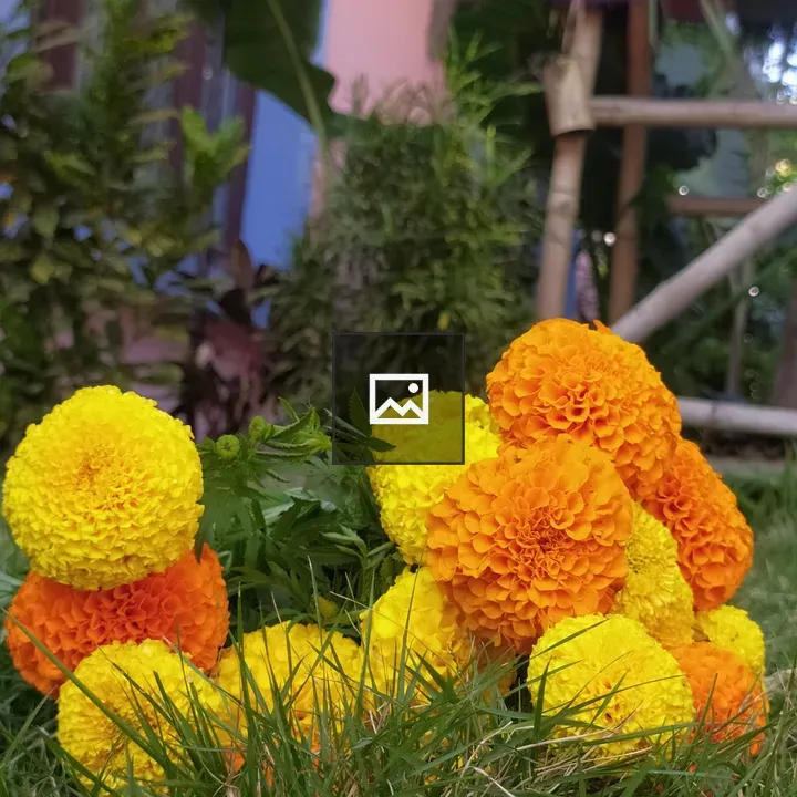 Marigold Flowers on Ground