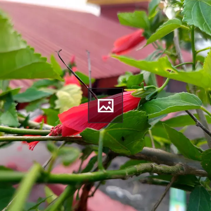Red hibiscus flower bud