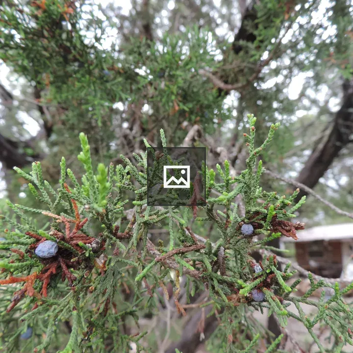 Cedar Branch close-up