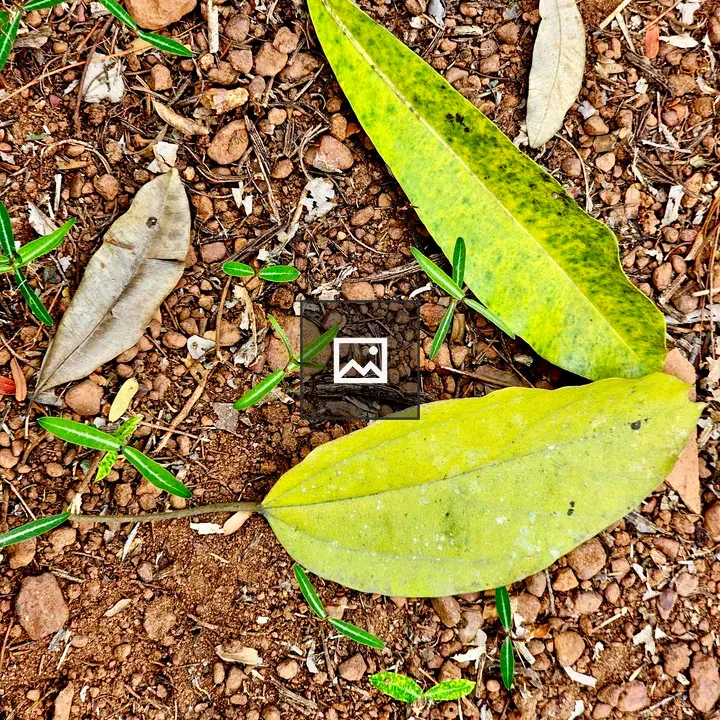 Fallen leaves in Kerala
