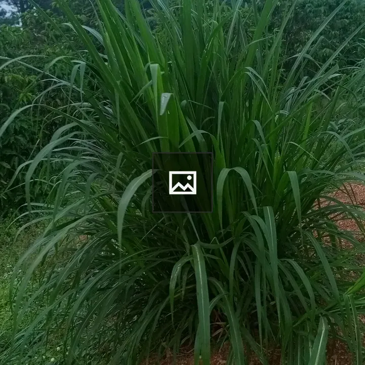 Guatemala grass in Uganda