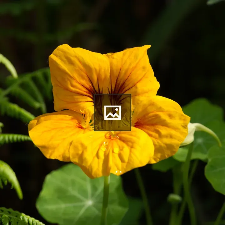 Yellow nasturtium flower close-up