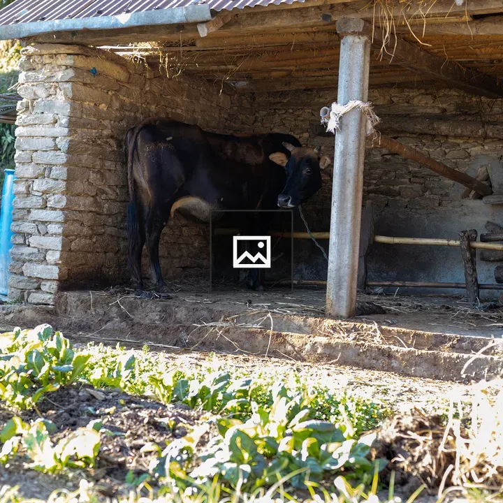 Cow near Shiva Statue Shed