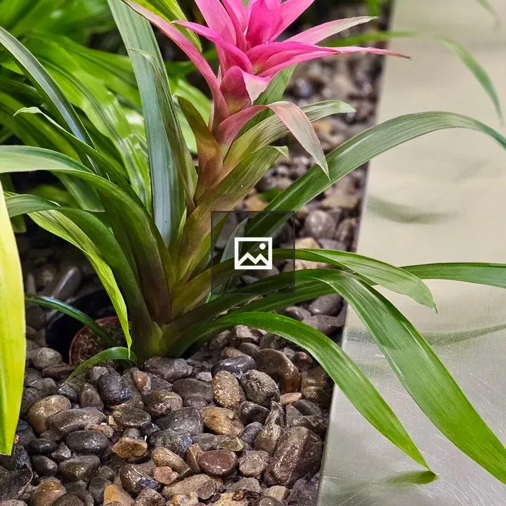 Pink bromeliad indoors