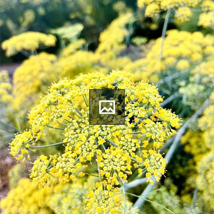 Yellow flowering giant fennel