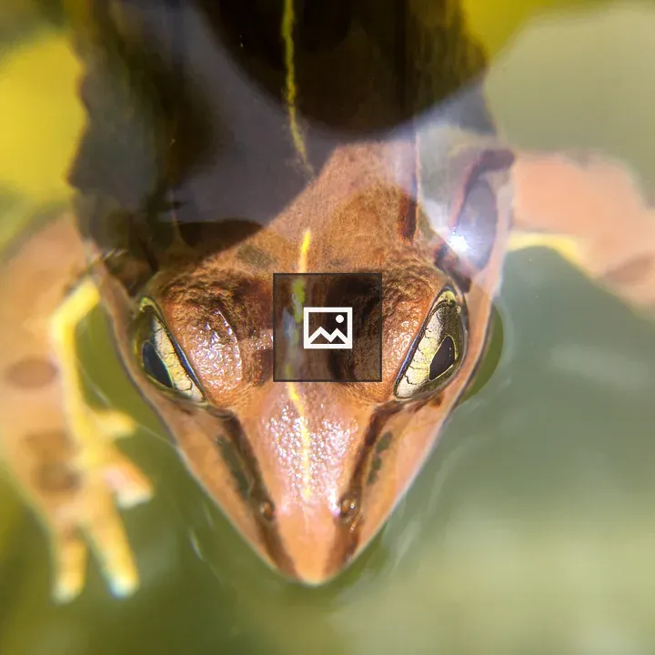 Top view of frog in water