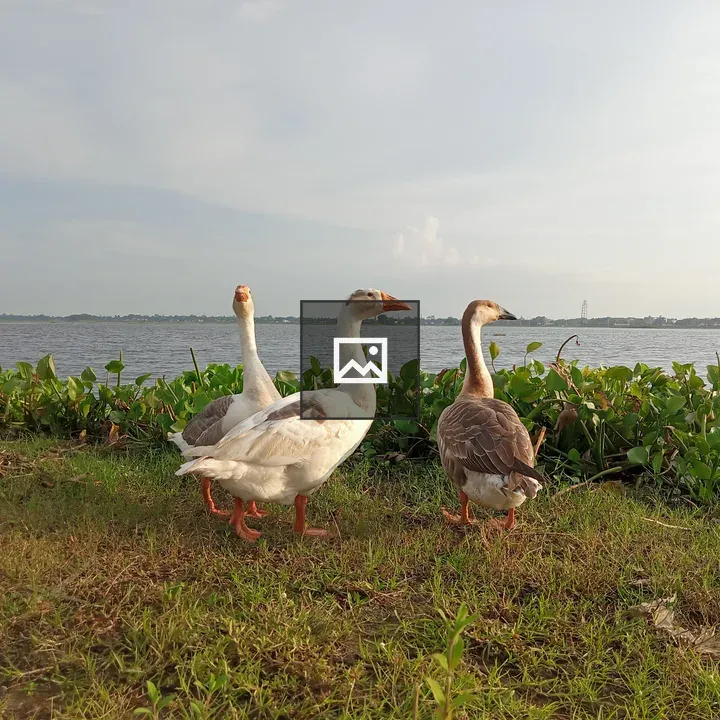 Three geese on grassy shore