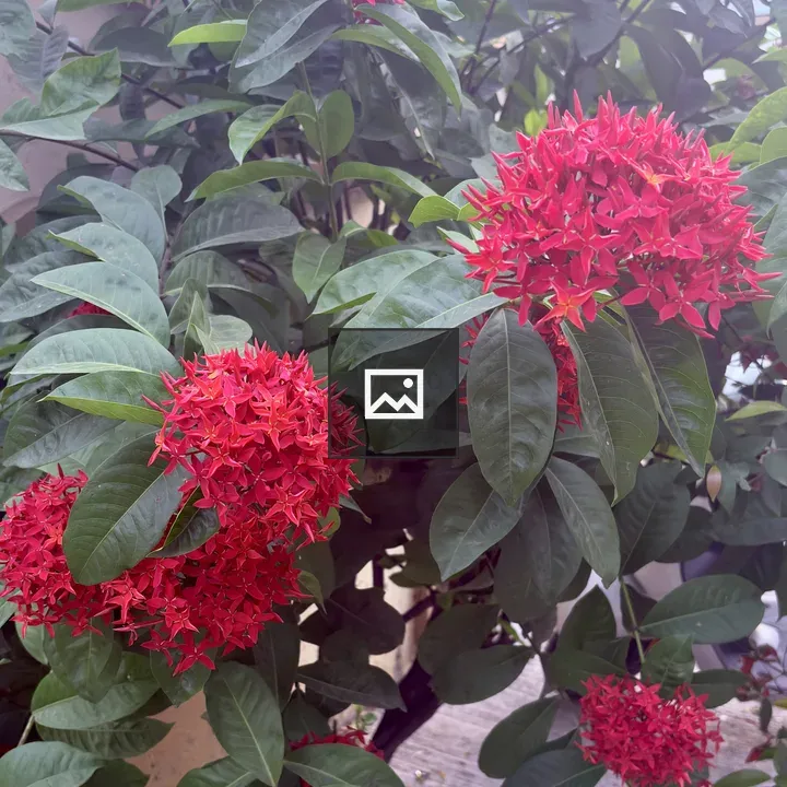 Ixora flower cluster close-up