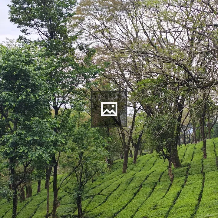 Tea plantation hillside