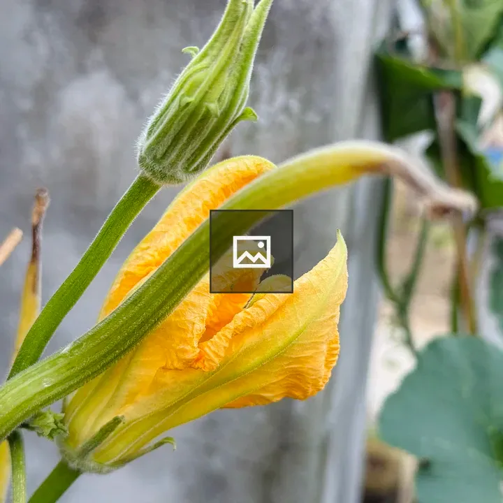 Pumpkin flower in garden