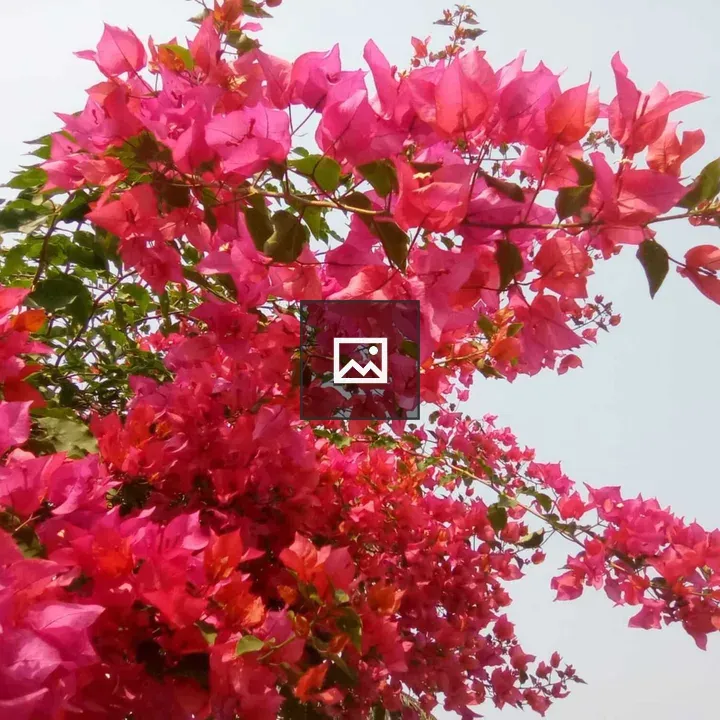 Bougainvillea Flowers Display