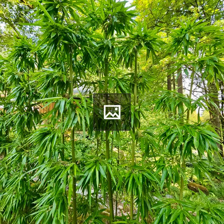 Bamboo Shoots in Garden